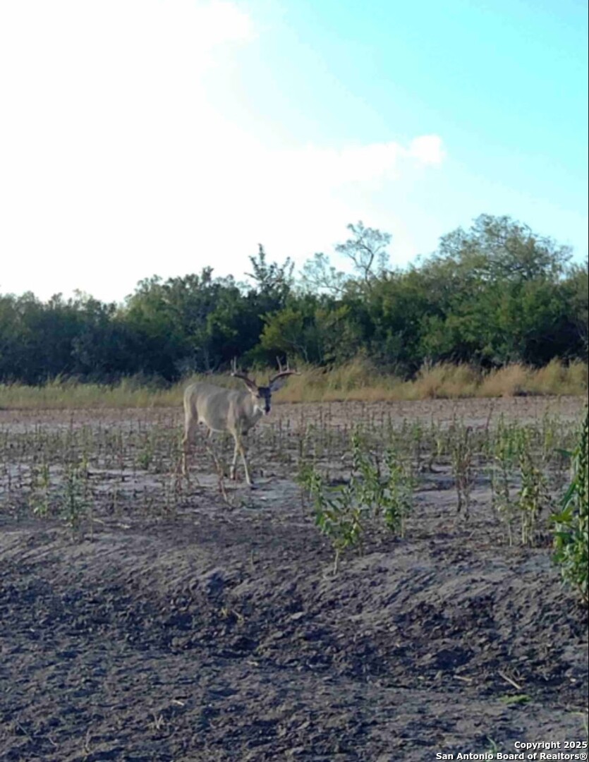 1121 County Road 481 Alice TX 78332