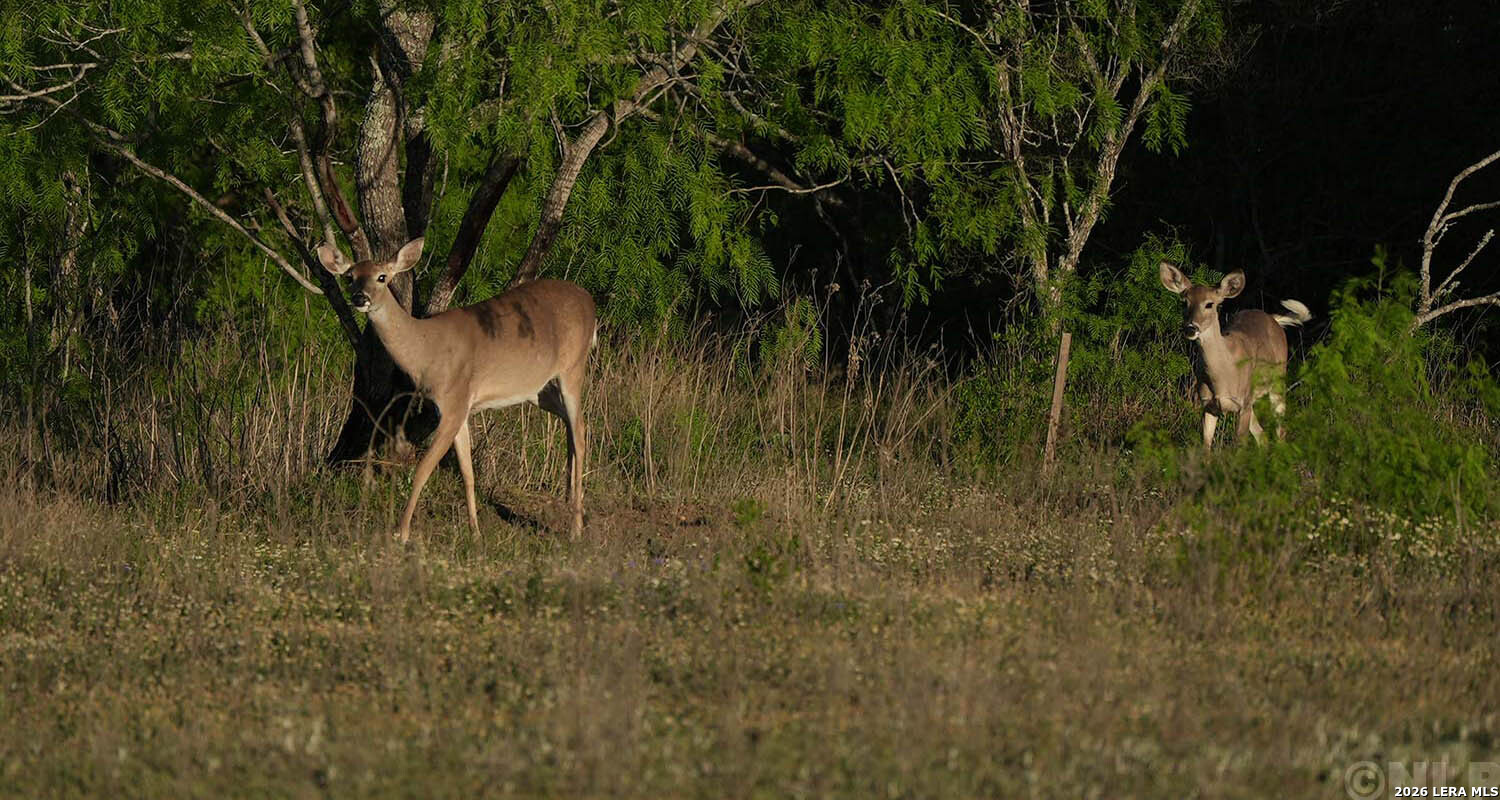 Lot 37 Utopia Oaks Dhanis TX 78850
