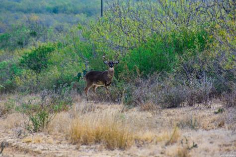 000 Easement Road Laredo TX 78045