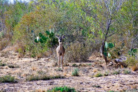 000 Easement Road Laredo TX 78045