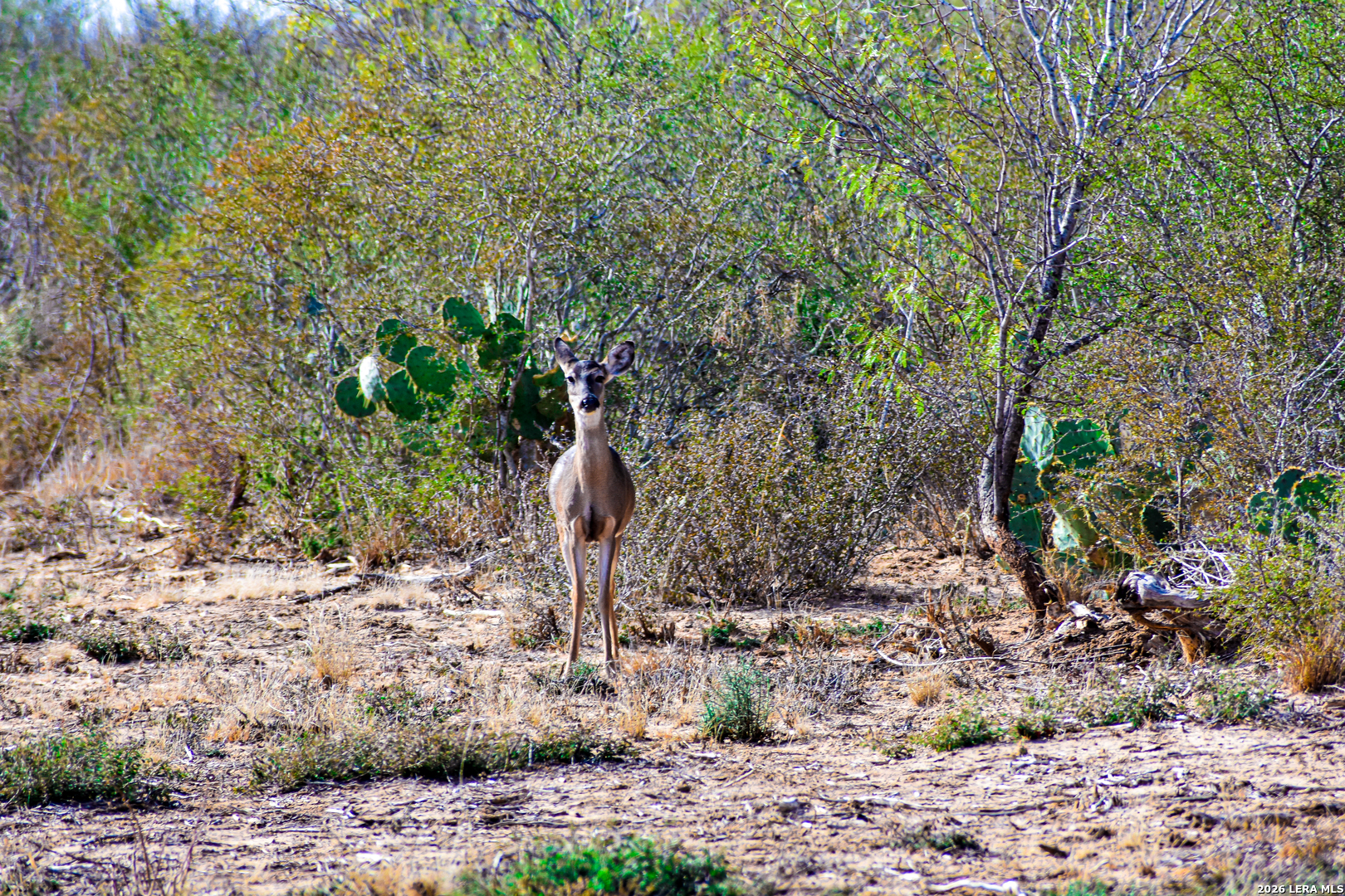 000 Easement Road Laredo TX 78045