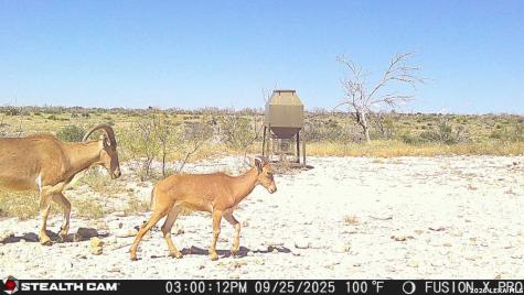 00 Cr 107 Ozona TX 76943