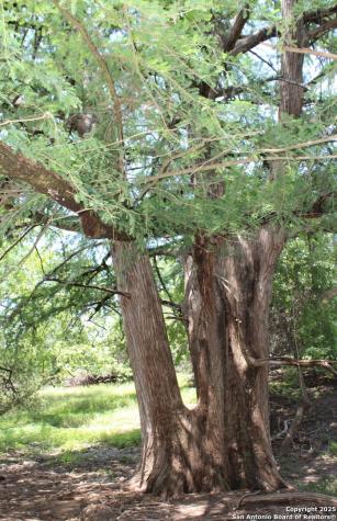 149 Bloodhound Sisterdale TX 78006