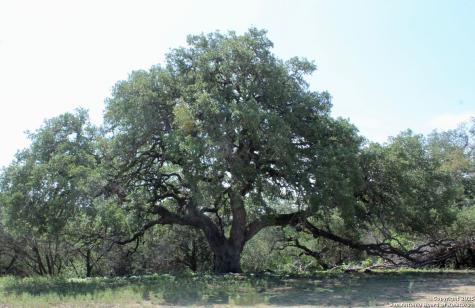 149 Bloodhound Sisterdale TX 78006