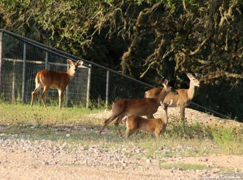 149 Bloodhound Sisterdale TX 78006