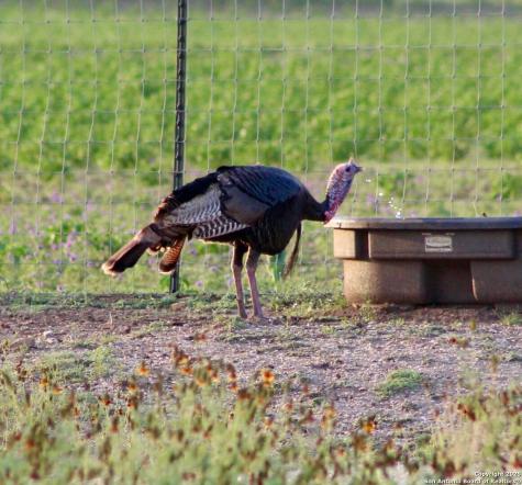 149 Bloodhound Sisterdale TX 78006