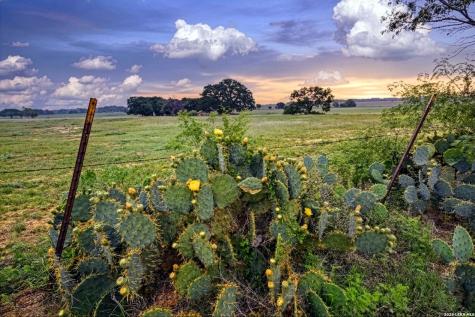 1335 N Gable Road St Hedwig TX 78152