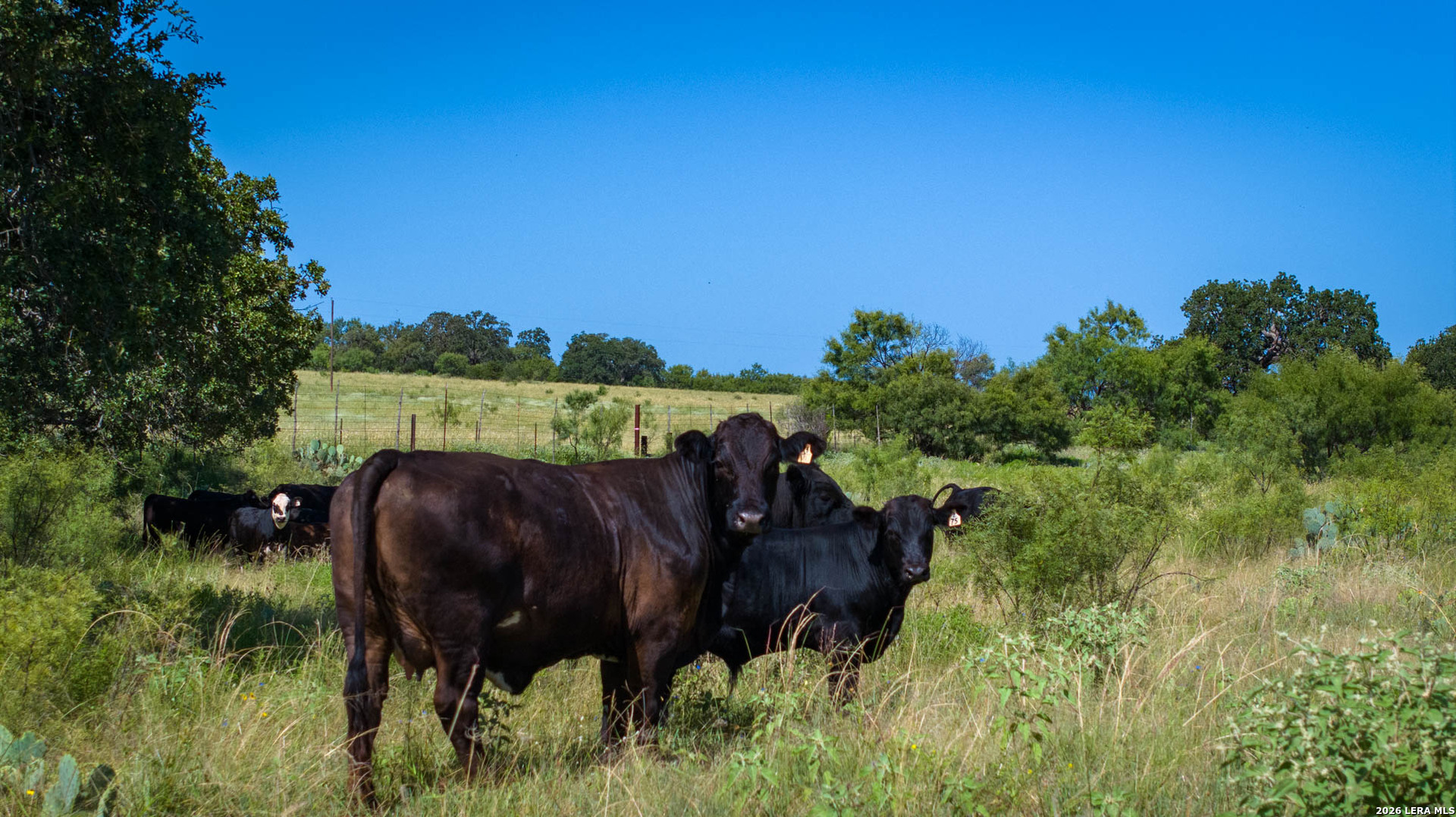 9978 Hay Spring Fredonia TX 76842