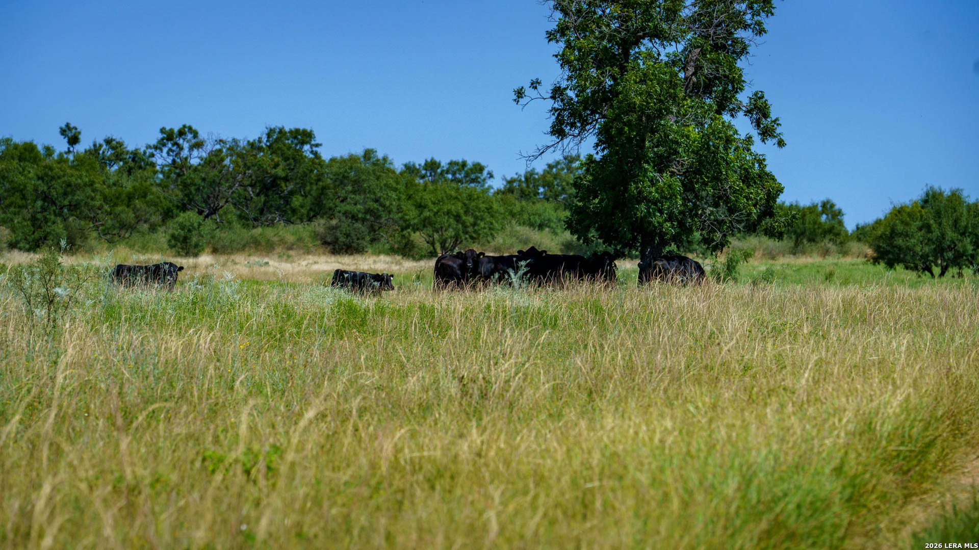9978 Hay Spring Fredonia TX 76842