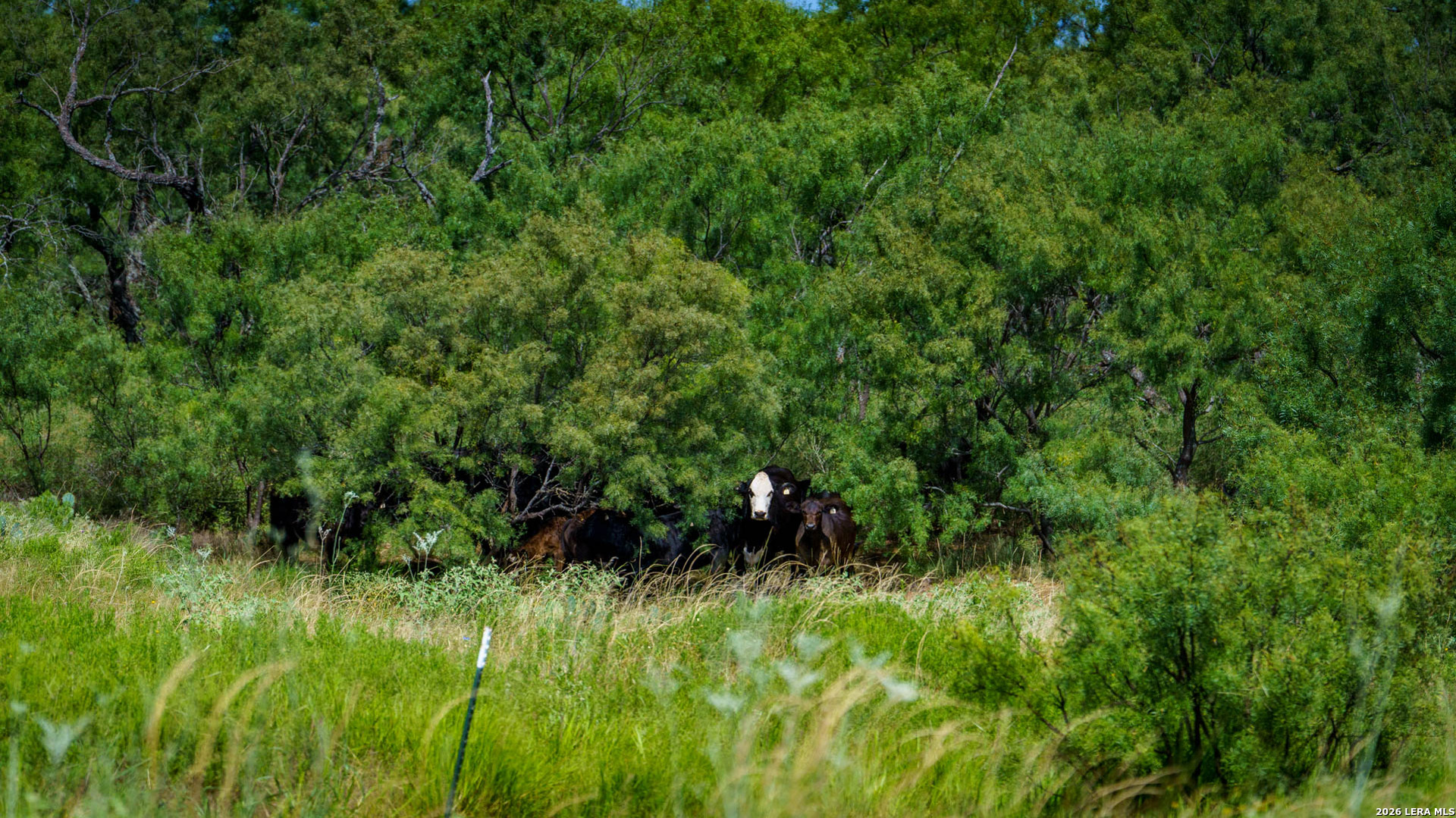 9978 Hay Spring Fredonia TX 76842