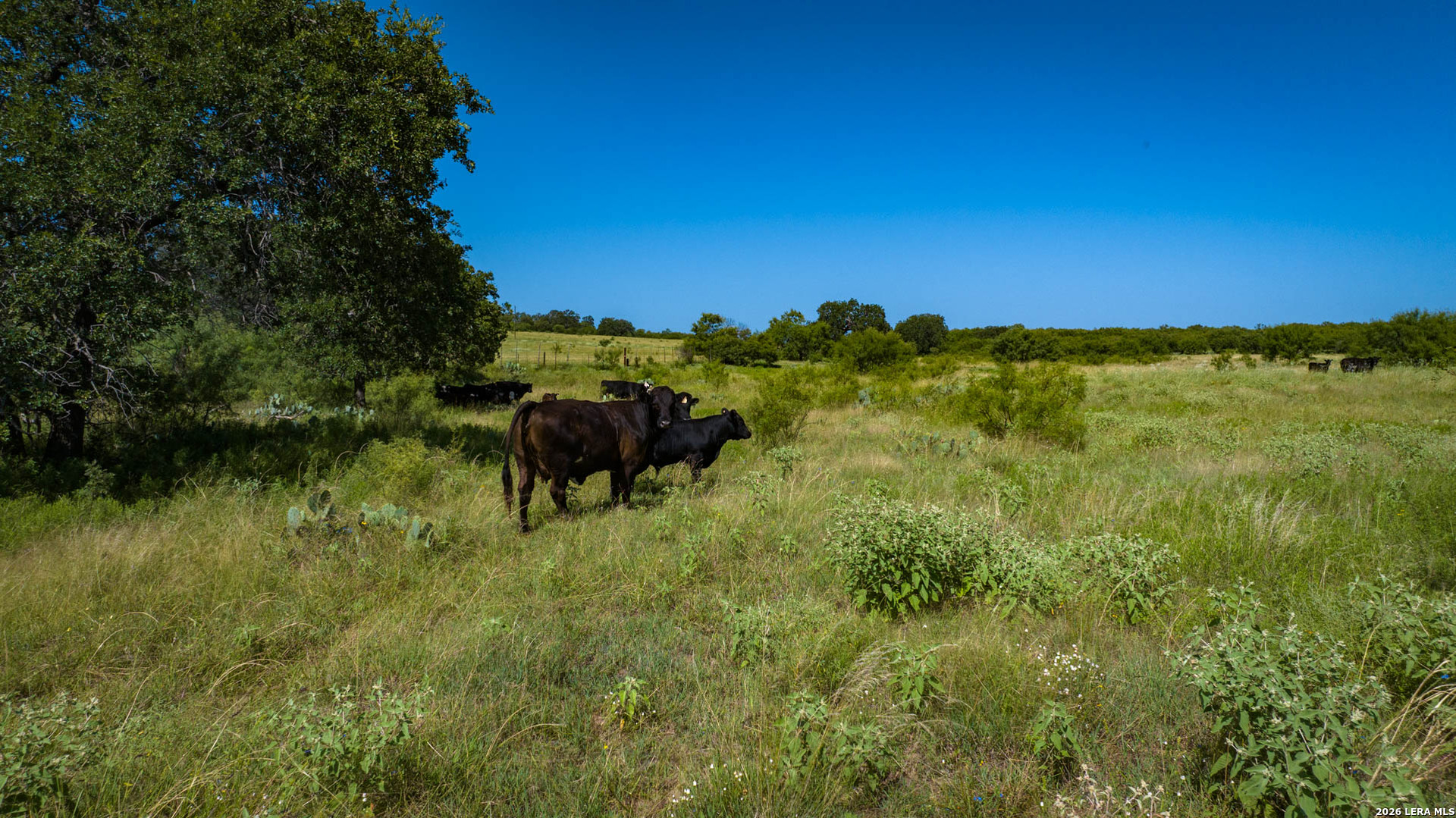 9978 Hay Spring Fredonia TX 76842