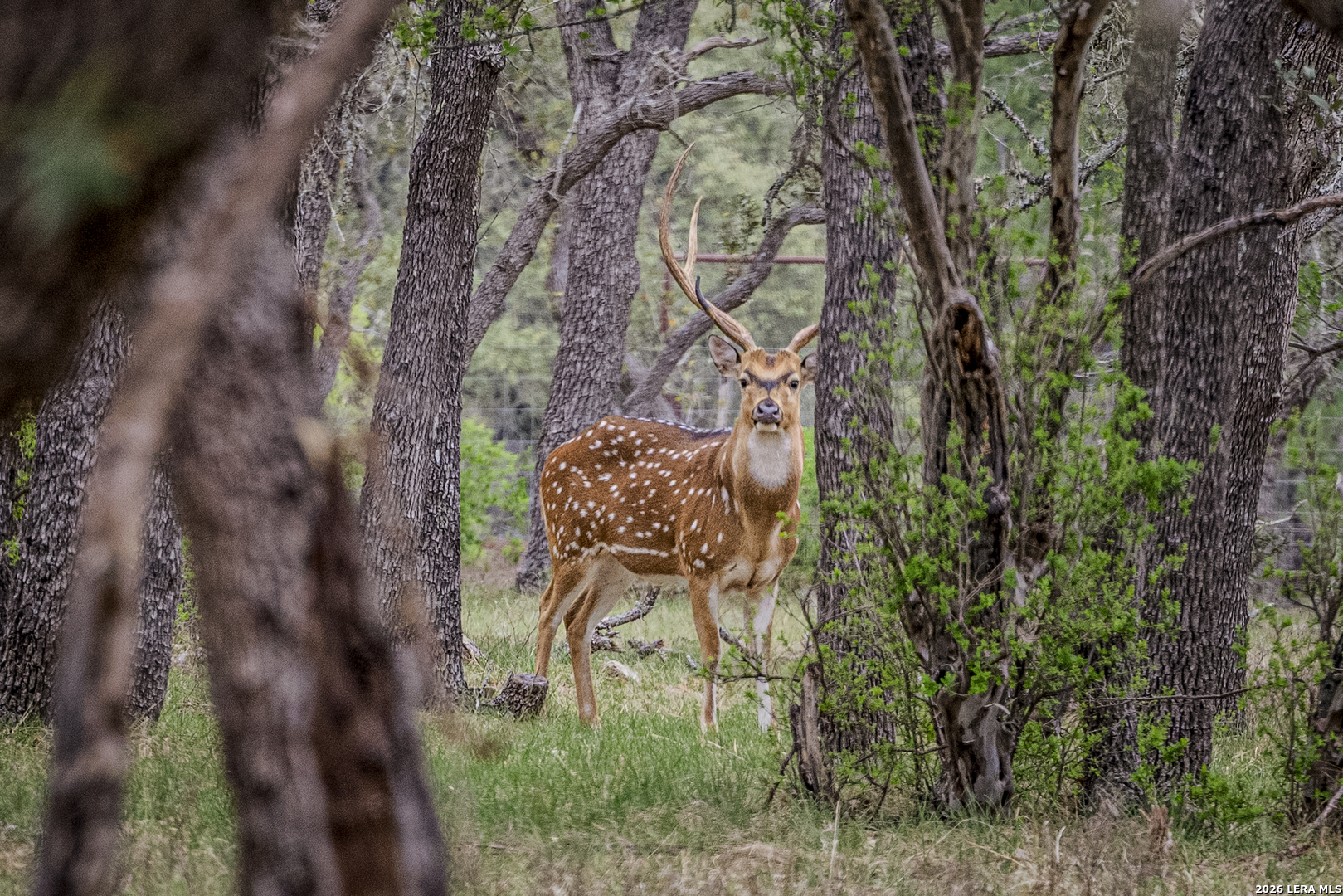 Tbd Sattler Road Spring Branch TX 78070