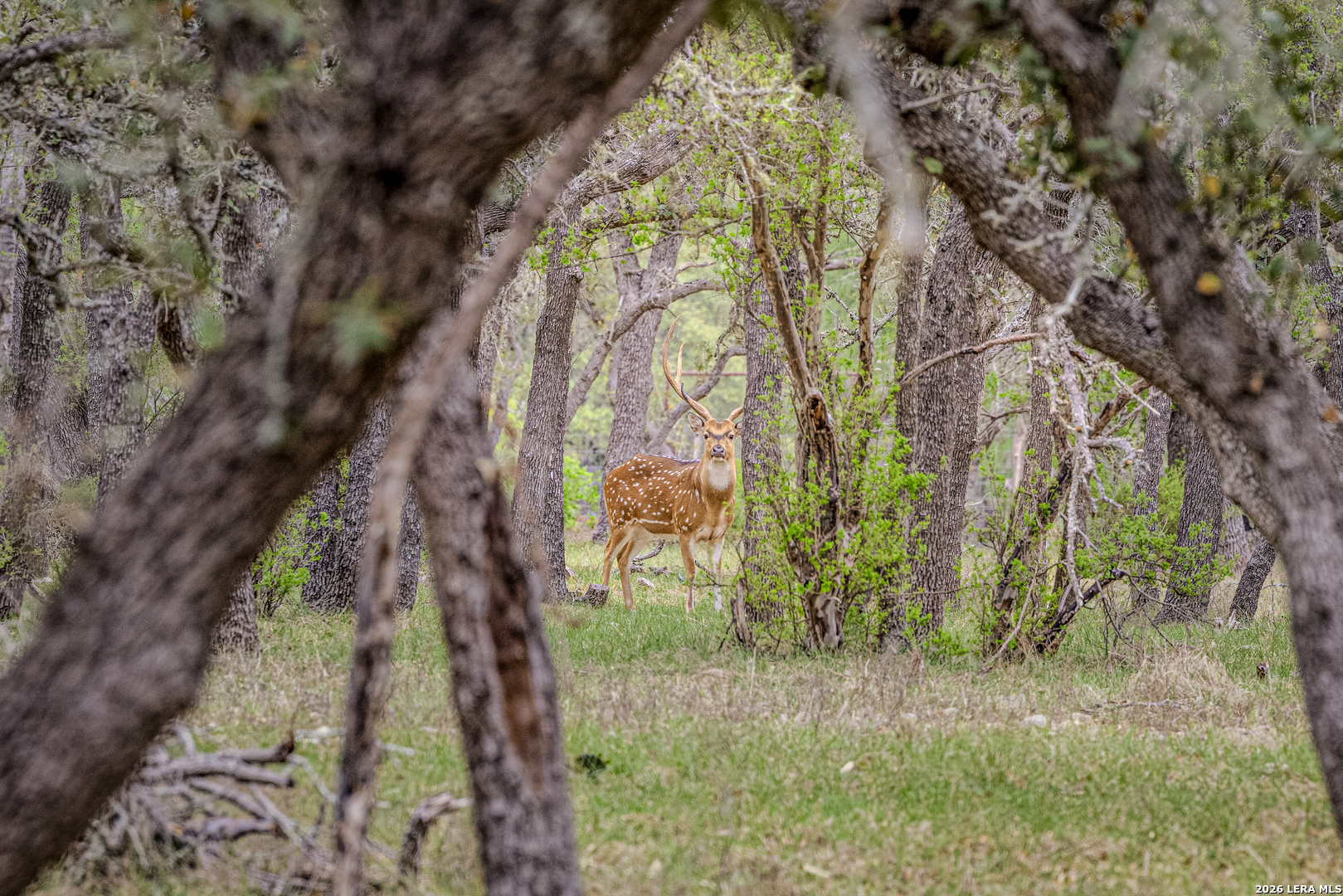 Tbd Sattler Road Spring Branch TX 78070