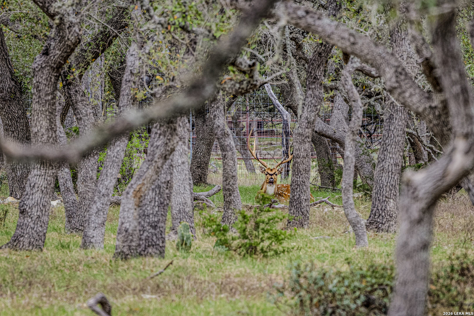 Tbd Sattler Road Spring Branch TX 78070