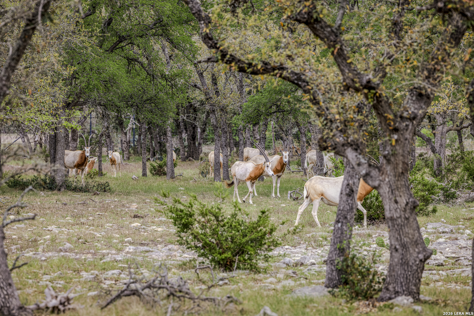 Tbd Sattler Road Spring Branch TX 78070