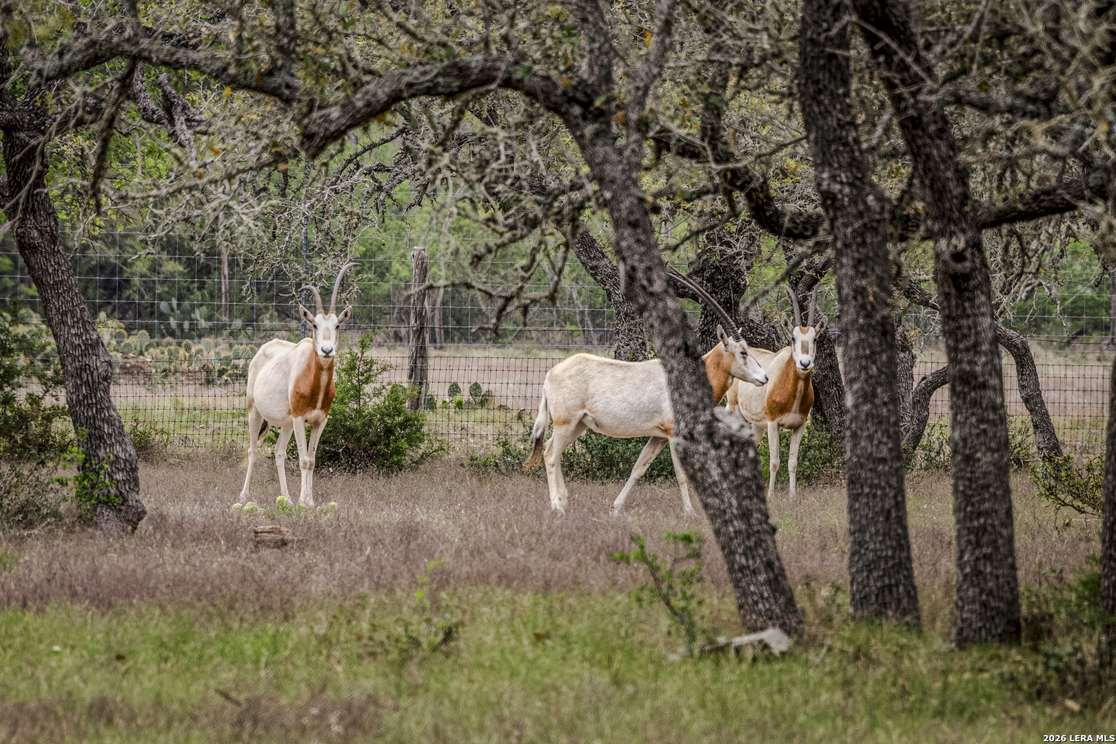 Tbd Sattler Road Spring Branch TX 78070