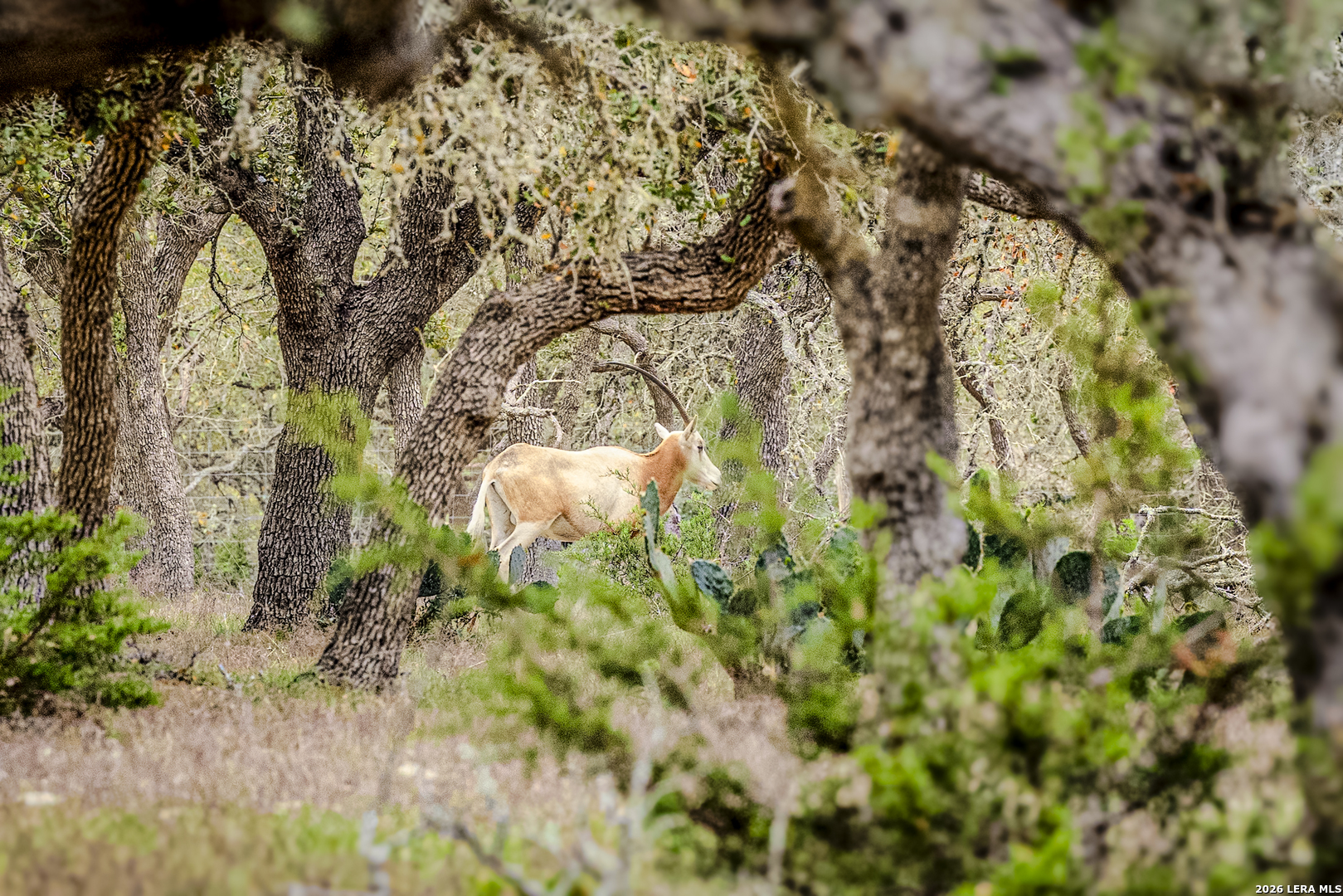 Tbd Sattler Road Spring Branch TX 78070
