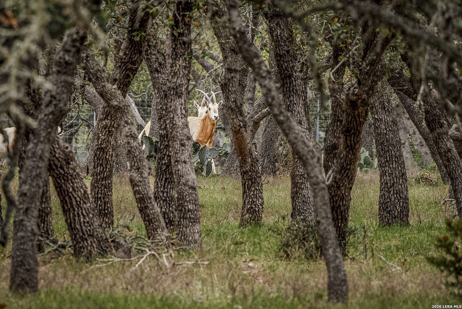 Tbd Sattler Road Spring Branch TX 78070