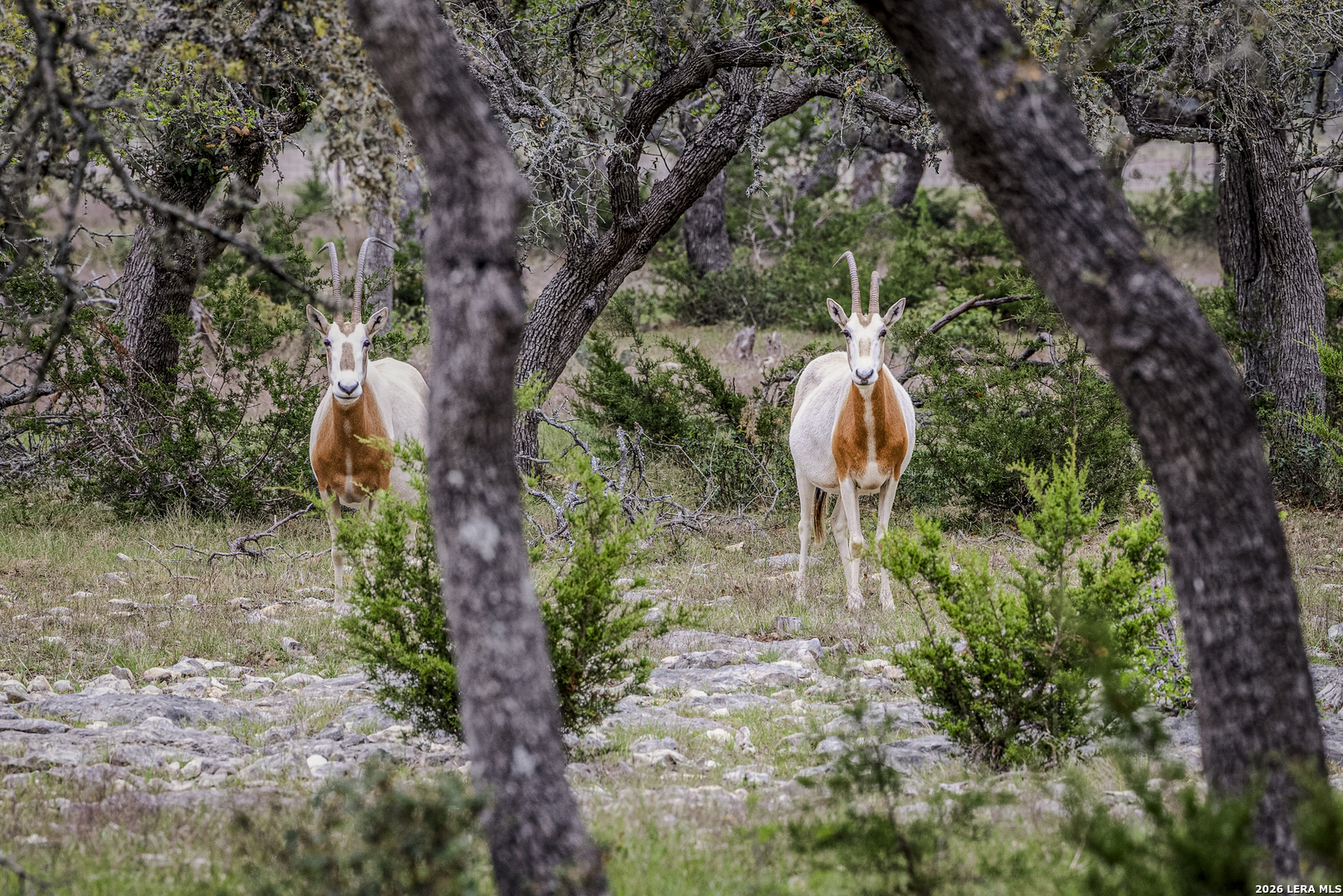 Tbd Sattler Road Spring Branch TX 78070