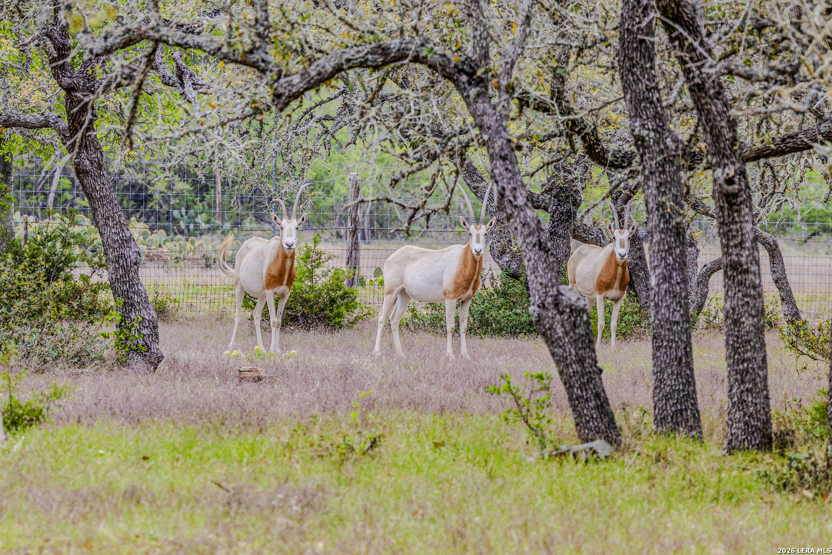 Tbd Sattler Road Spring Branch TX 78070