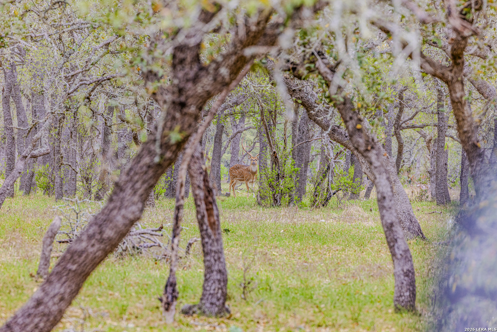 Tbd Sattler Road Spring Branch TX 78070