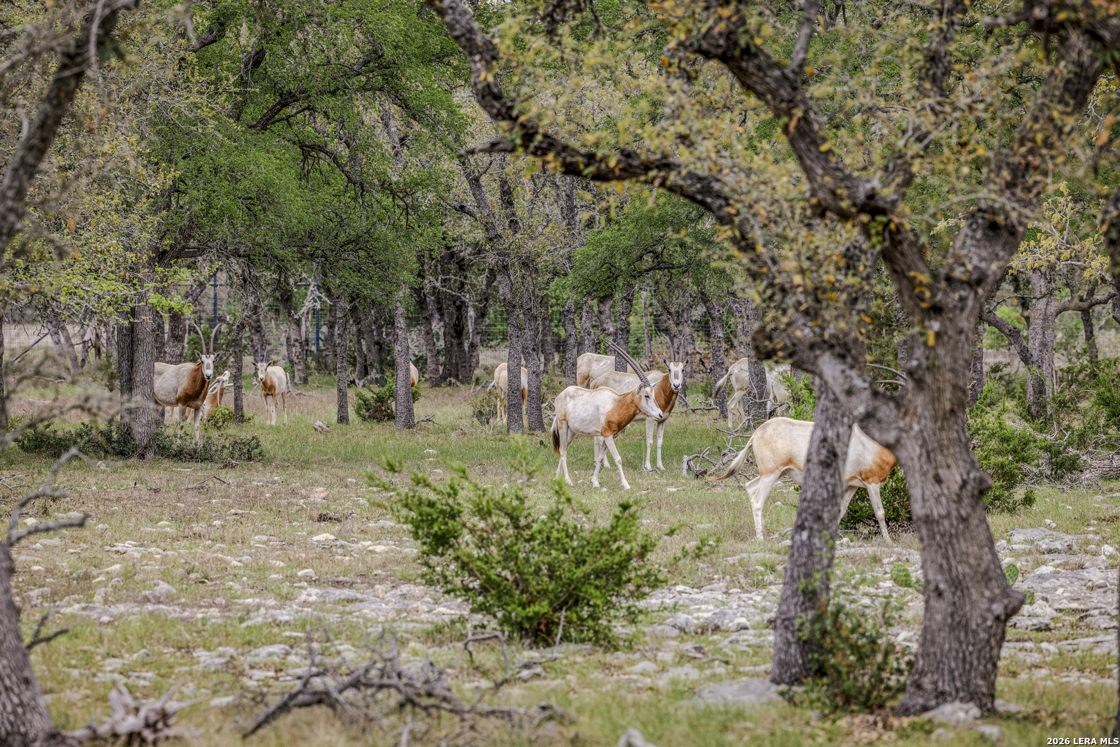 Tbd Sattler Road Spring Branch TX 78070