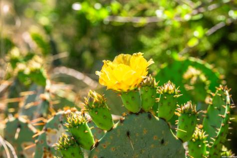 853 Elm Ridge Road Fredericksburg TX 78624