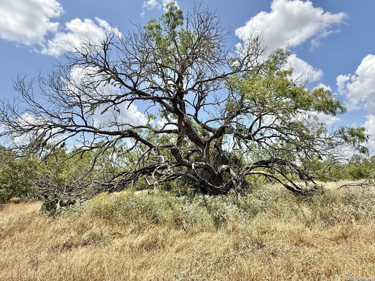 24.52 Acres On Campbell Boulevard Campbellton TX 78008