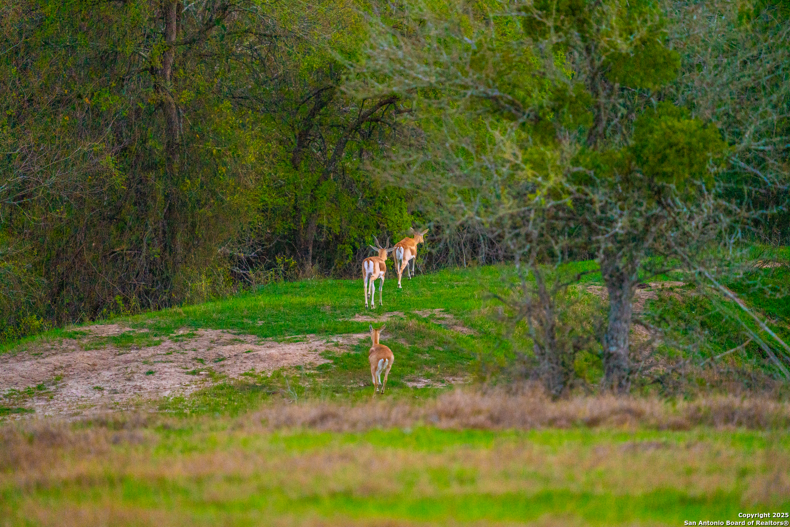 1777 Fm 1361 Somerville TX 77879