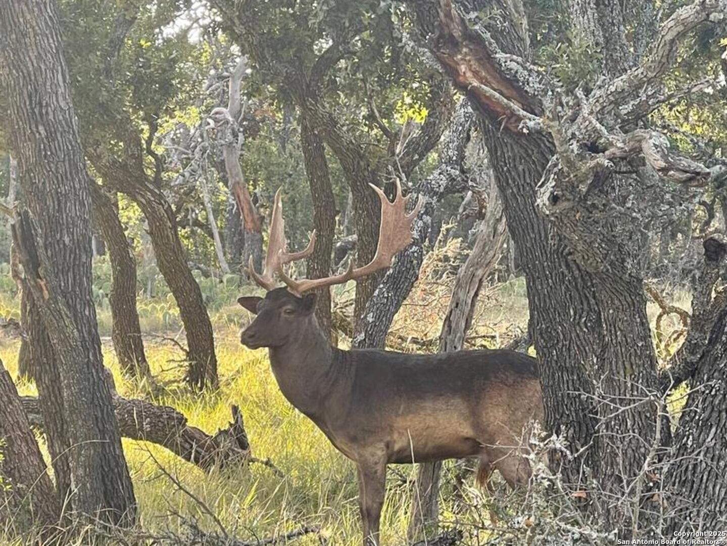 988 Sd 71600 Rocksprings TX 78880