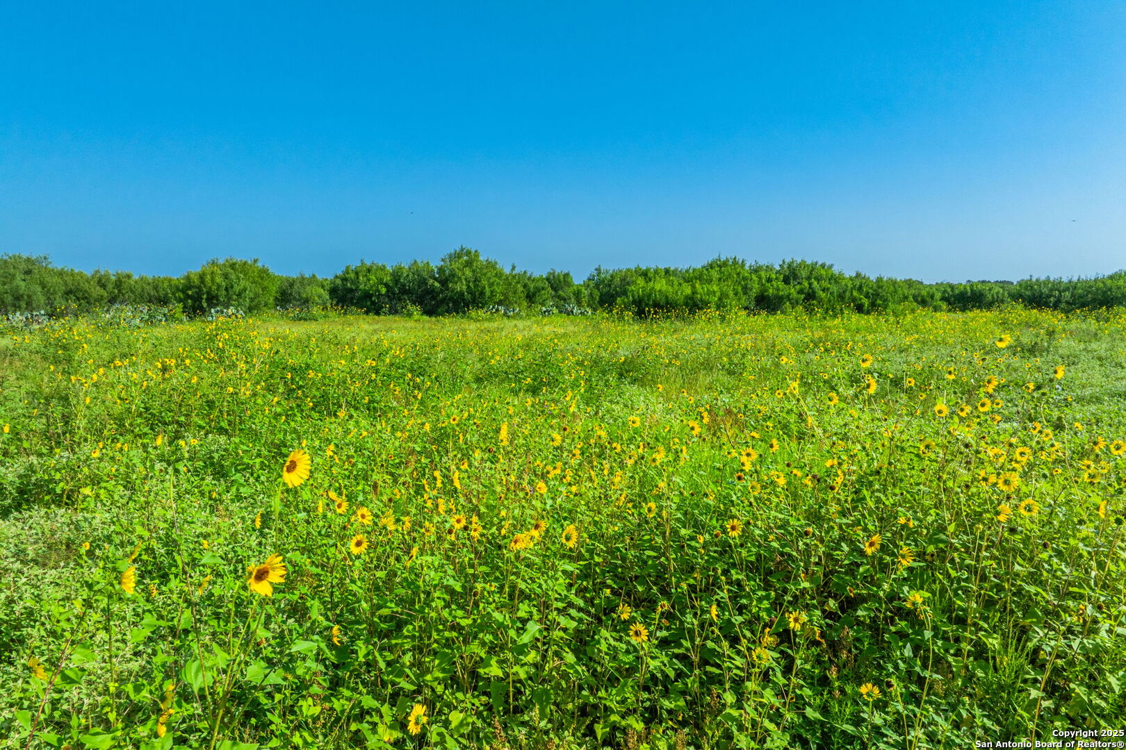 3911 County Road 1000 Pearsall TX 78061