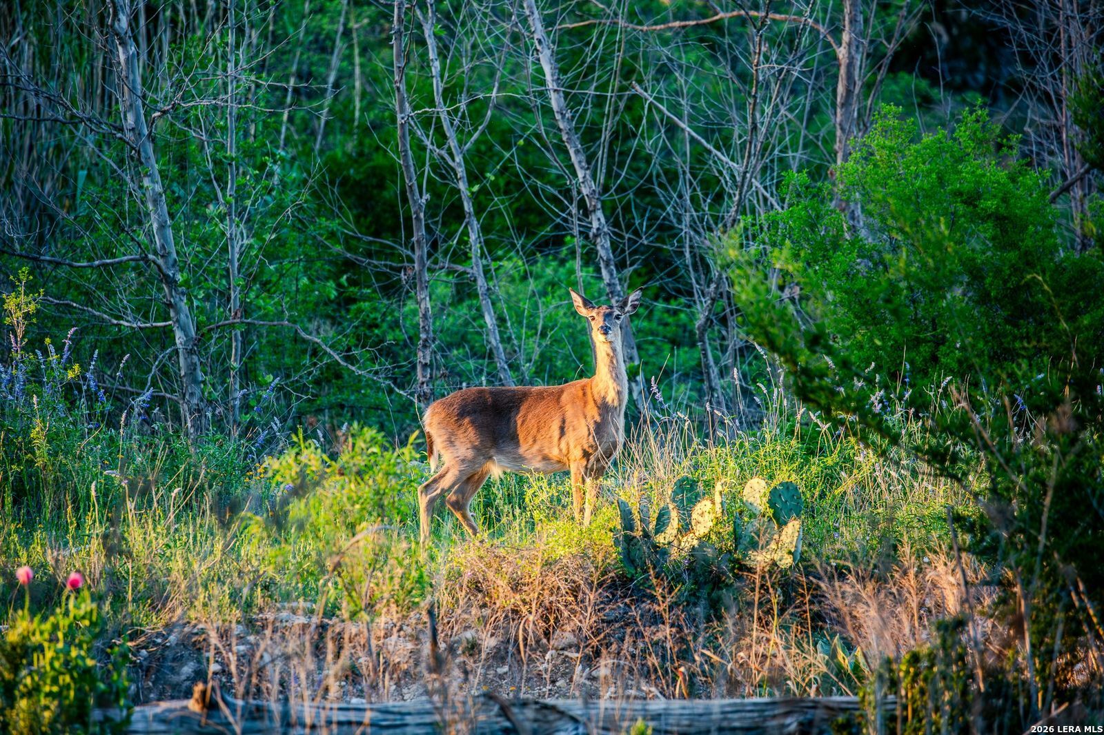 567 Bear Creek Road Kerrville TX 78028
