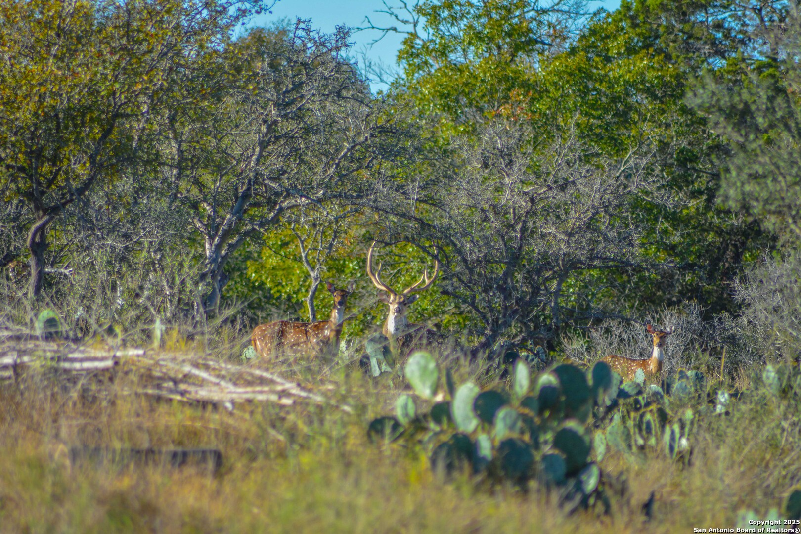 605 Fm 474 Boerne TX 78006