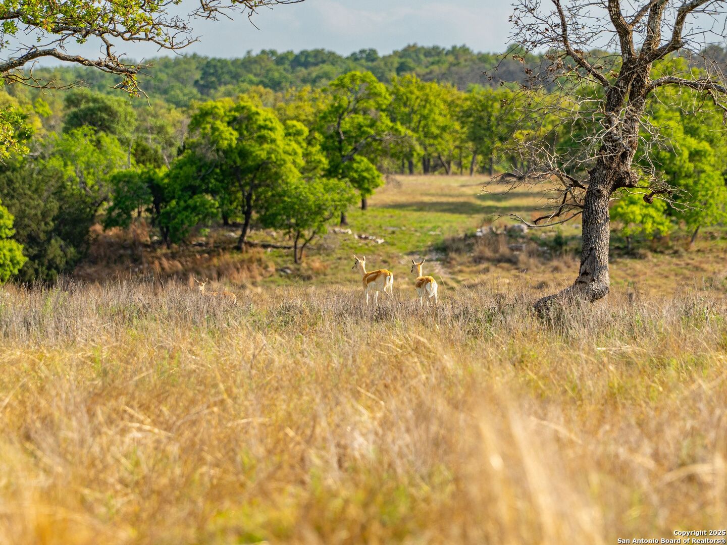 862 Grape Creek Road Fredericksburg TX 78624