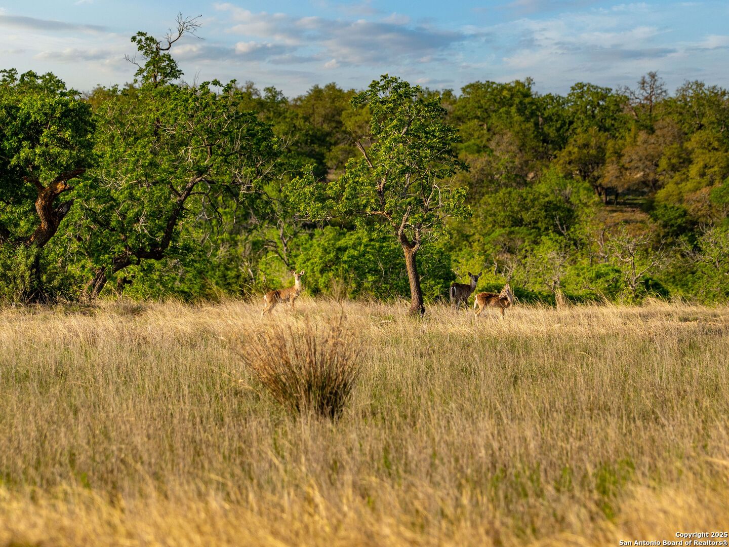 862 Grape Creek Road Fredericksburg TX 78624