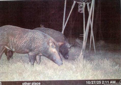 1173 Charco Road Tuleta TX 78162