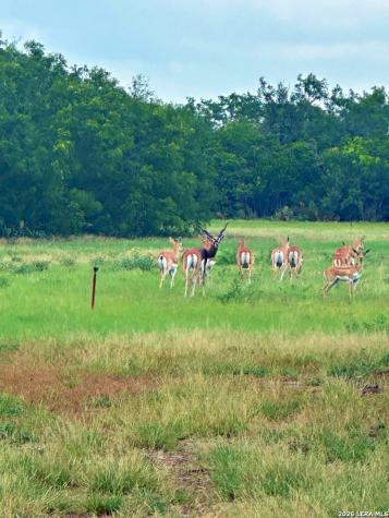 830 County Road 339 Jourdanton TX 78026
