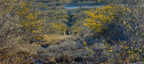 Tbd Live Oak Spur George West TX 78022