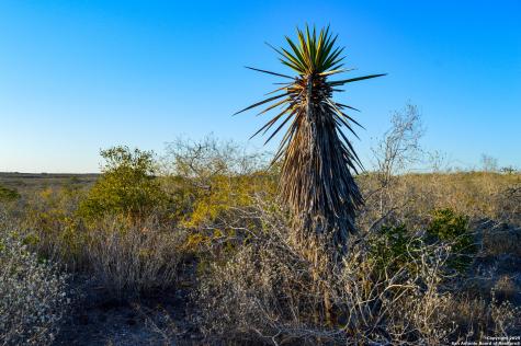 Tbd Live Oak Spur George West TX 78022