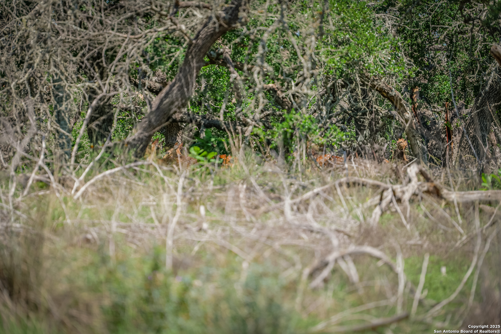 925 Fm 473 Boerne TX 78006