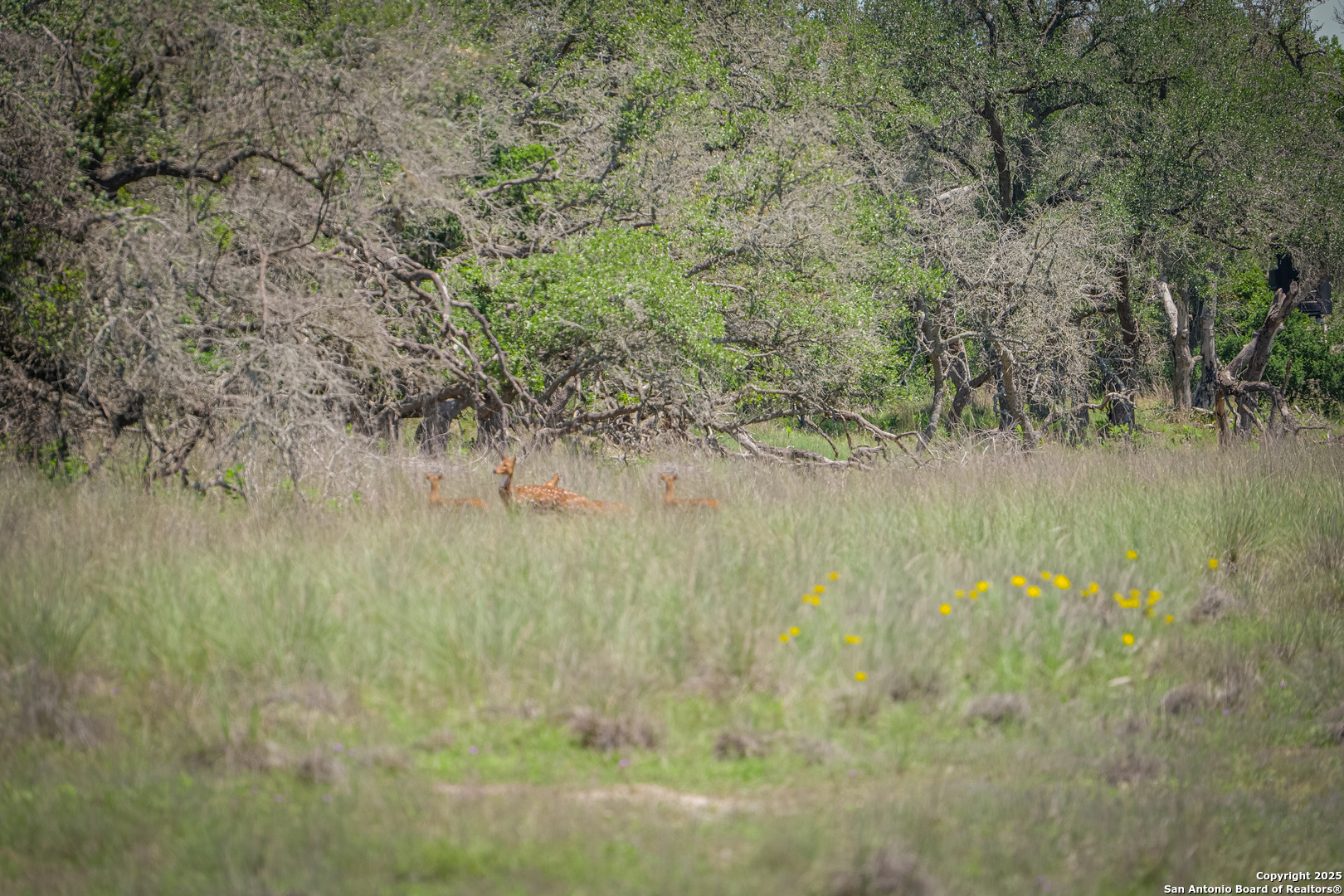 925 Fm 473 Boerne TX 78006