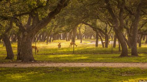 140 Sattler Road Spring Branch TX 78070