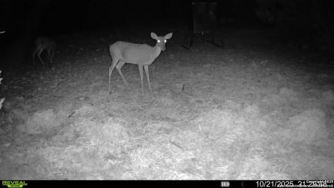 Tbd Sd 45453 Rocksprings TX 78880