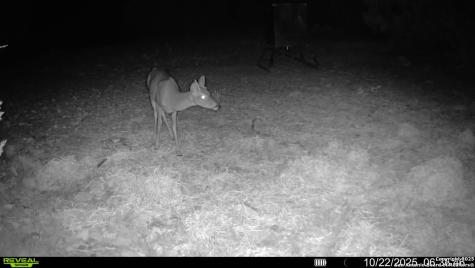 Tbd Sd 45453 Rocksprings TX 78880