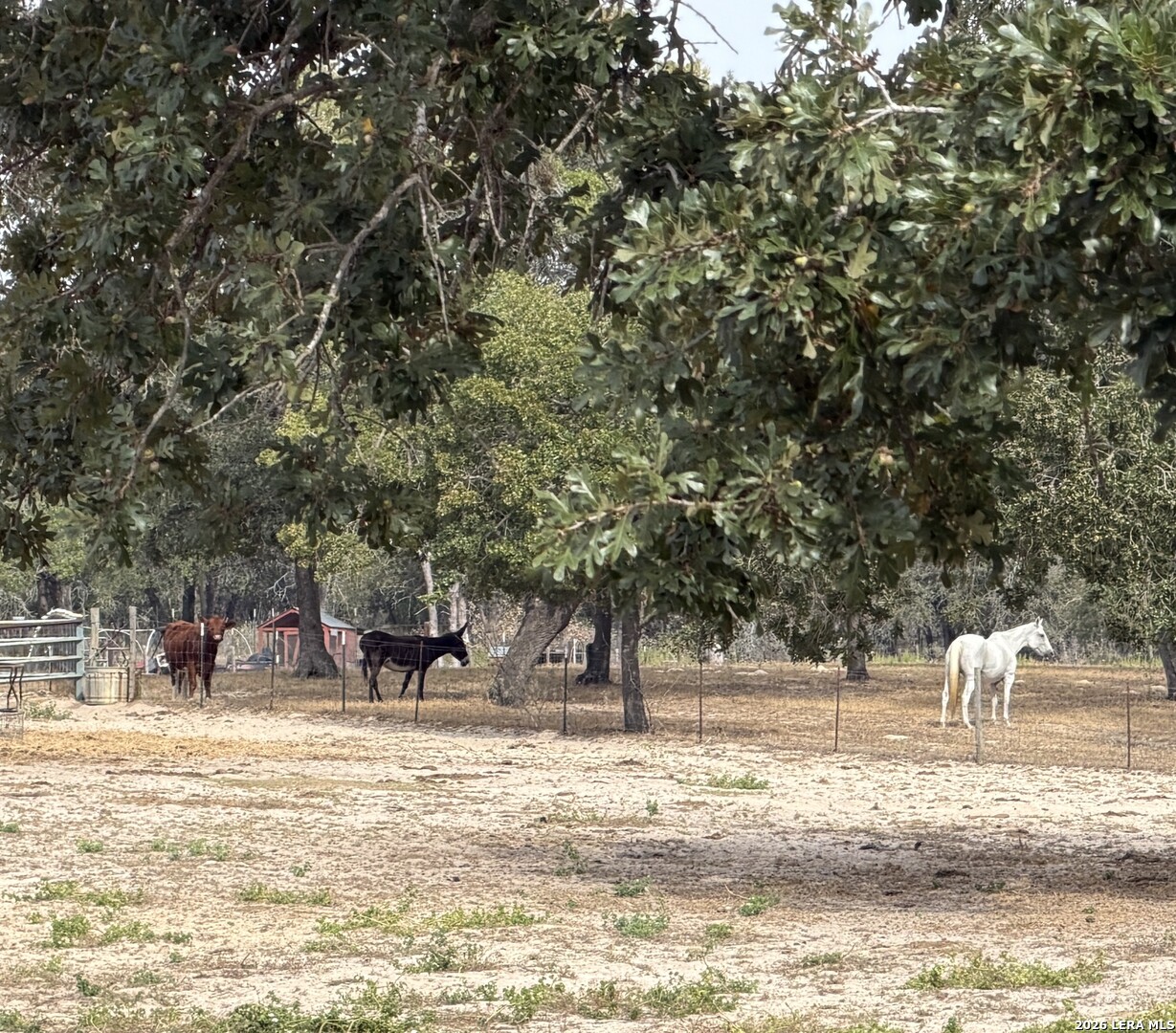 340 Shorthorn Stockdale TX 78160