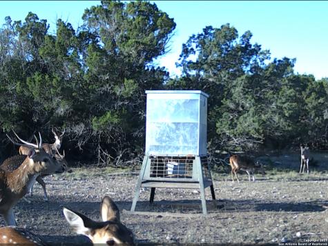 Tbd West Nueces Ranch, Lot 20 Rocksprings TX 78880