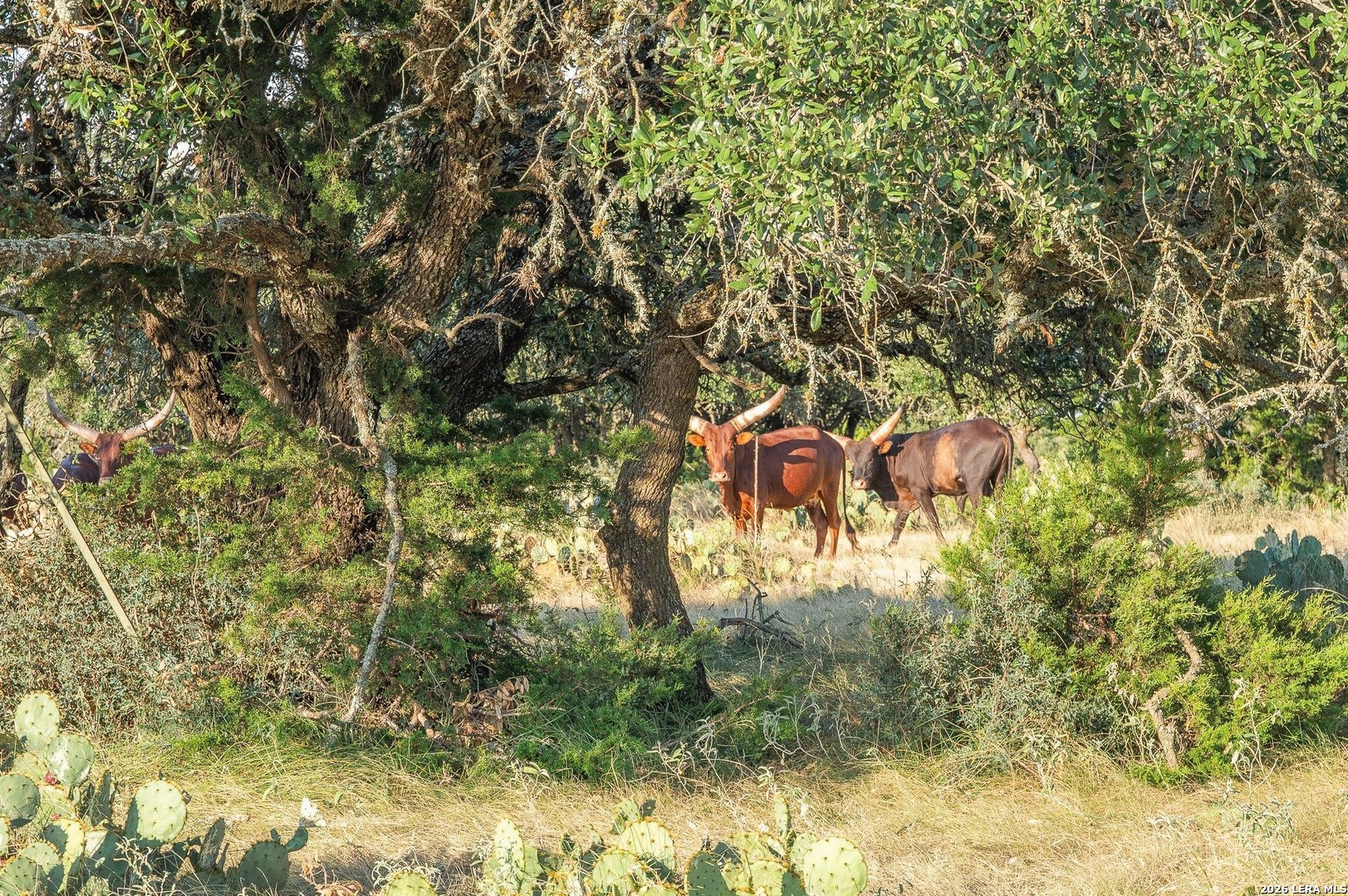 Tbd Highway 41 Rocksprings TX 78880