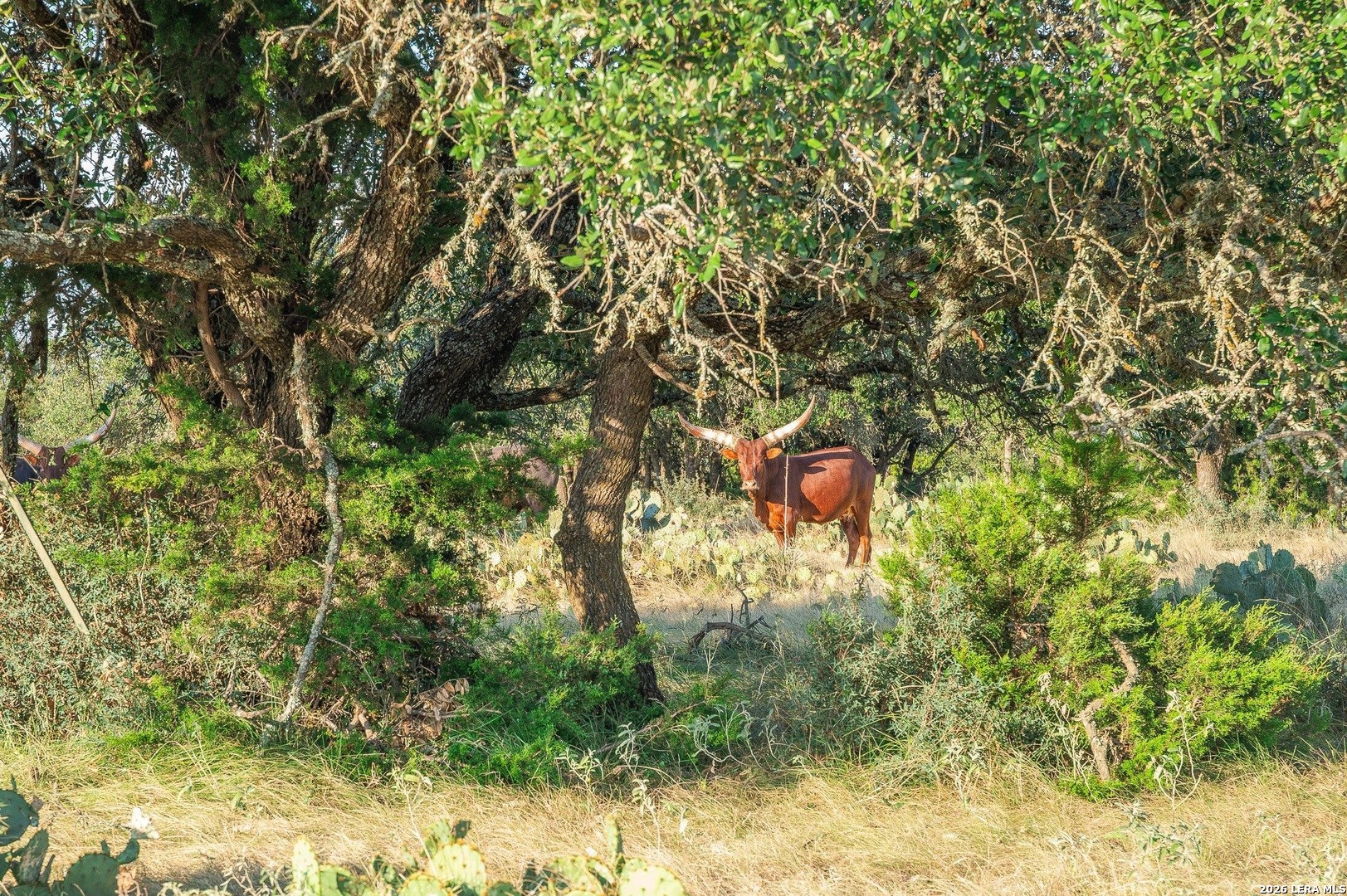 Tbd Highway 41 Rocksprings TX 78880