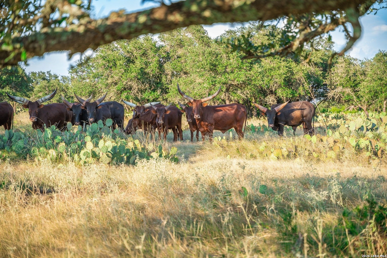 Tbd Highway 41 Rocksprings TX 78880