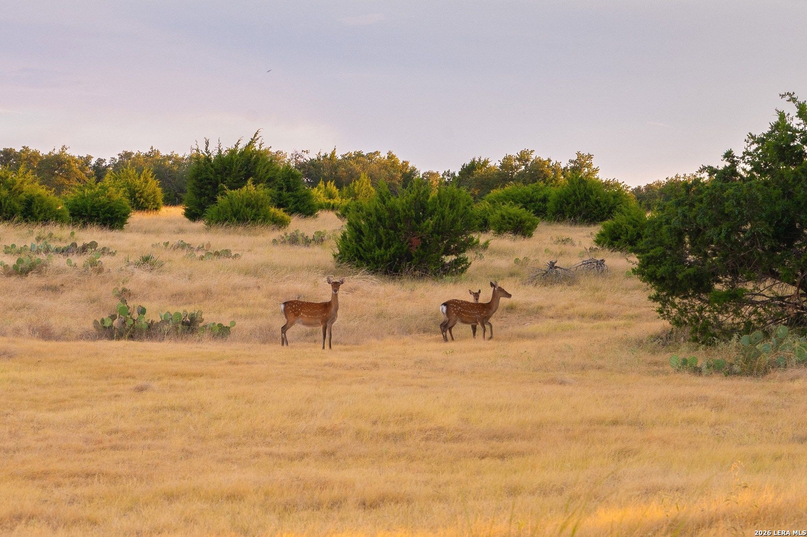 Tbd Highway 41 Rocksprings TX 78880